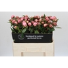 Paeonia Sarah Bernhardt