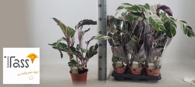 <h4>CALAT FUSION WHITE</h4>