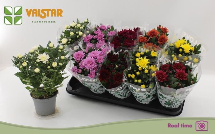 <h4>CHRYS GEM 7 KL</h4>