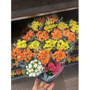 KALAN CALAN MIX RIPE P6 A2
