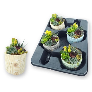 Arr.  Succulents L%
