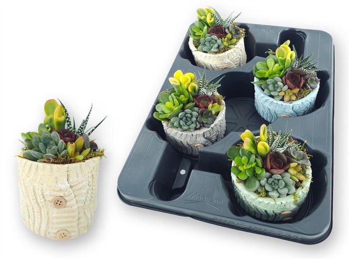 <h4>Arr.  Succulents L%</h4>