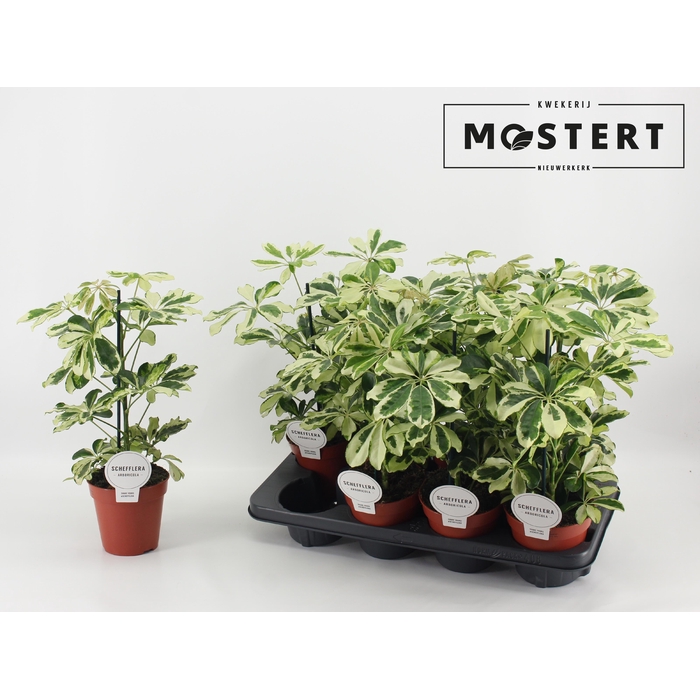 <h4>SCHEF AR CHARLOTTE</h4>