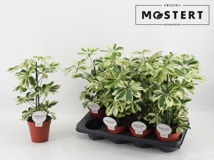 <h4>SCHEF AR CHARLOTTE</h4>