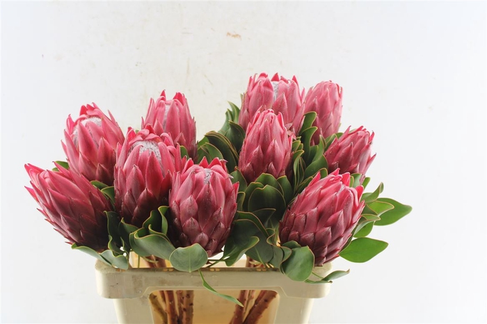 <h4>Protea Cy Red Rex C</h4>