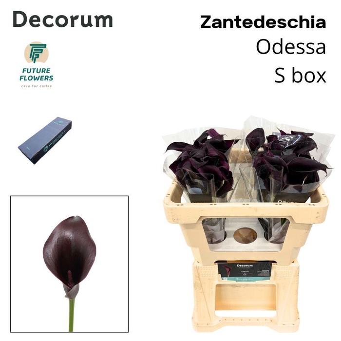 <h4>ZANT ODESSA SMALL BOX 50 CM 40 ST.</h4>