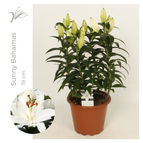 <h4>Lilium Sunny Bahamas 19 cm (or. lelie)</h4>