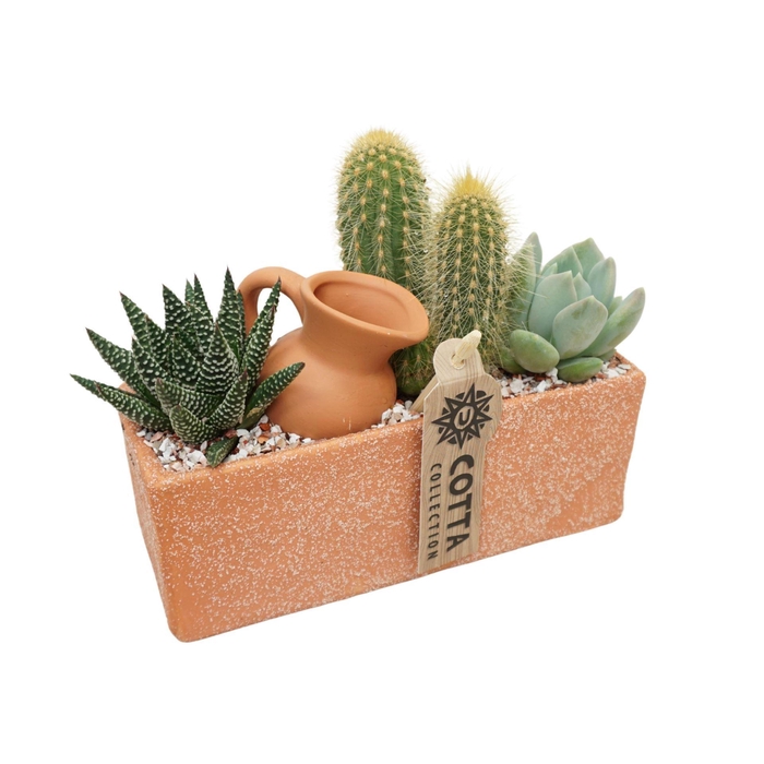 <h4>Arr.  Cactus L%</h4>