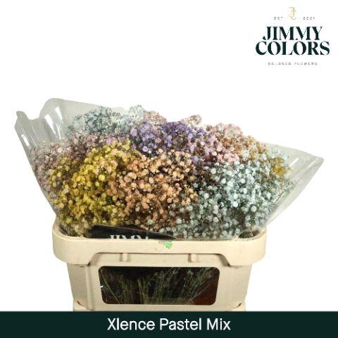 <h4>Gyps Xlence l70 Pastelmix</h4>