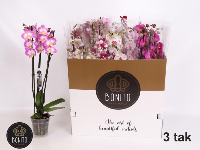 <h4>PHAL GEM 5 KL</h4>