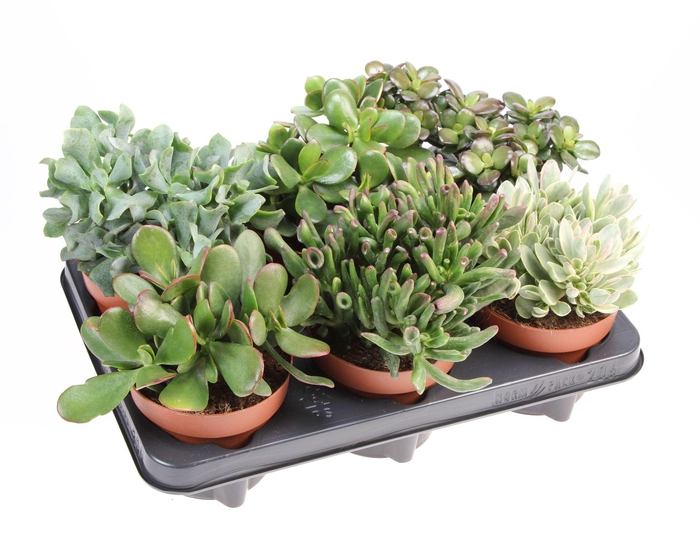<h4>Crassula ...mix</h4>