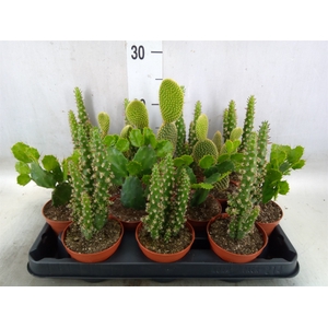 Opuntia