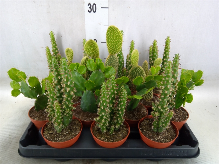 <h4>Opuntia</h4>