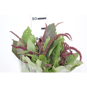AMARANTHUS VINHO