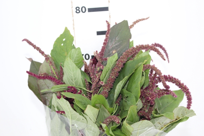 <h4>AMARANTHUS VINHO</h4>