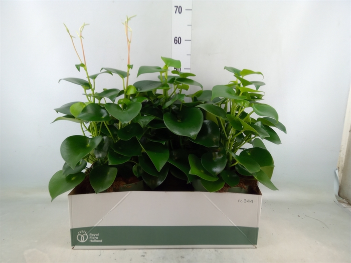 <h4>Peperomia polybotrya 'Raindrop'</h4>