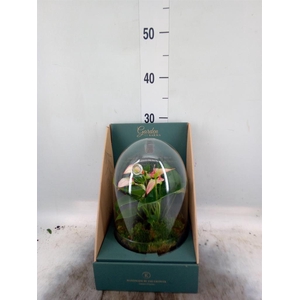Arr. Anthurium H%