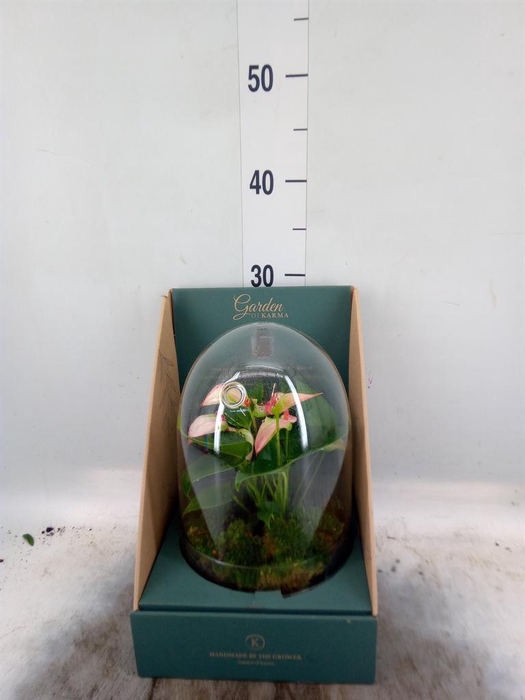 <h4>Arr. Anthurium H%</h4>