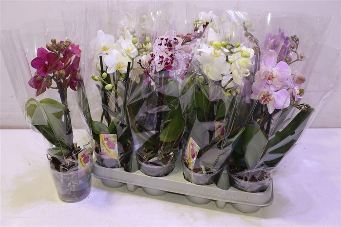 <h4>arr8 Phal Gem</h4>