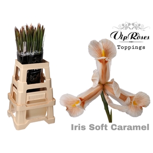 Iris paint soft caramel
