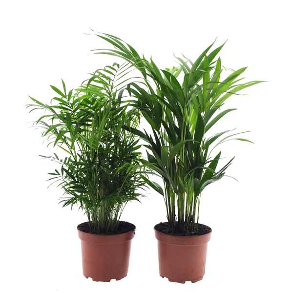 <h4>Palm mix 17 cm</h4>