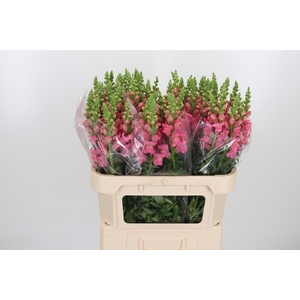Antirrhinum Po Pink