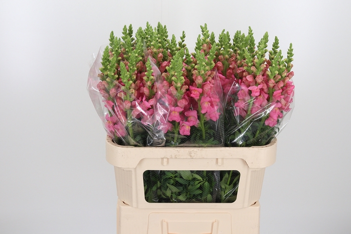 <h4>Antirrhinum Po Pink</h4>