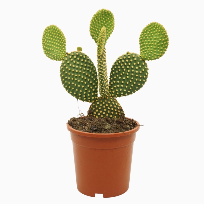 <h4>Opuntia microdasys var. Pallida</h4>