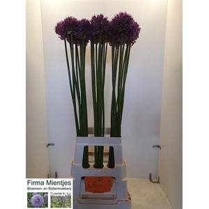 ALLIUM STRATOS