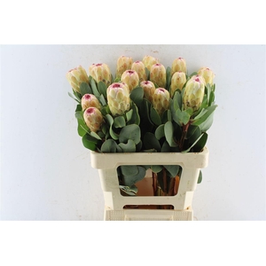 PROTEA GRANDICOLOR