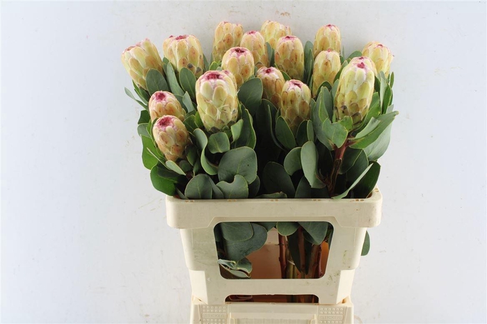 <h4>PROTEA GRANDICOLOR</h4>