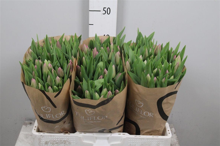 <h4>Tu En Barcelona</h4>