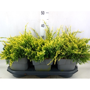 Juniperus squamata 'Holger'