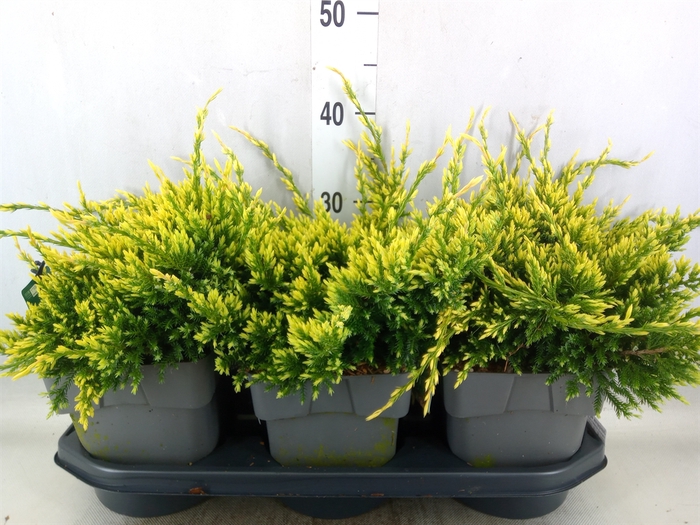 <h4>Juniperus squamata 'Holger'</h4>