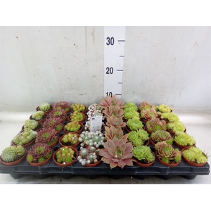 Sempervivum   ...mix