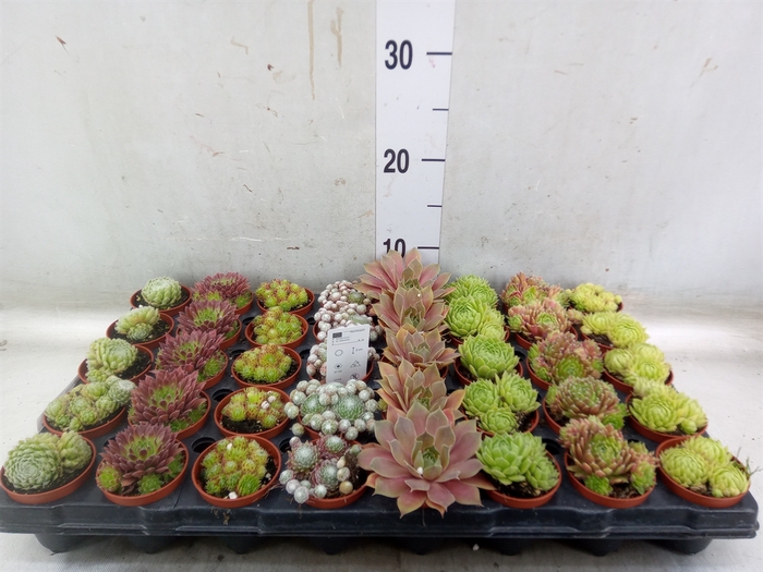 <h4>Sempervivum   ...mix</h4>