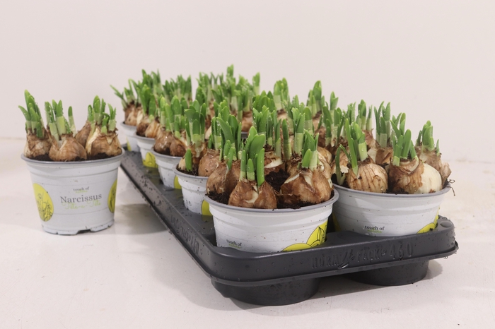 <h4>NARC O TETE A TETE</h4>