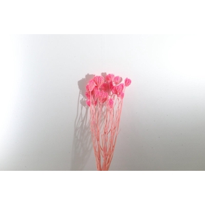 Ammi Majus Pink