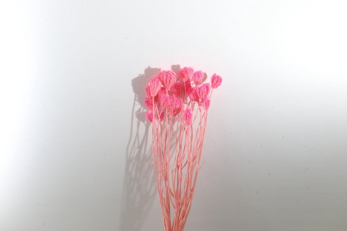 <h4>Ammi Majus Pink</h4>