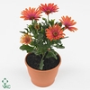 Osteospermum Sunny Shiela
