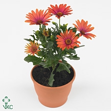 Osteospermum Sunny Shiela