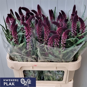 Lysimachia Atropurpurea