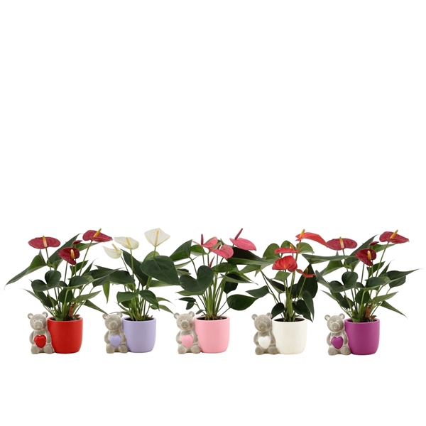 <h4>Anthurium 4 color mix in Berend ceramics</h4>