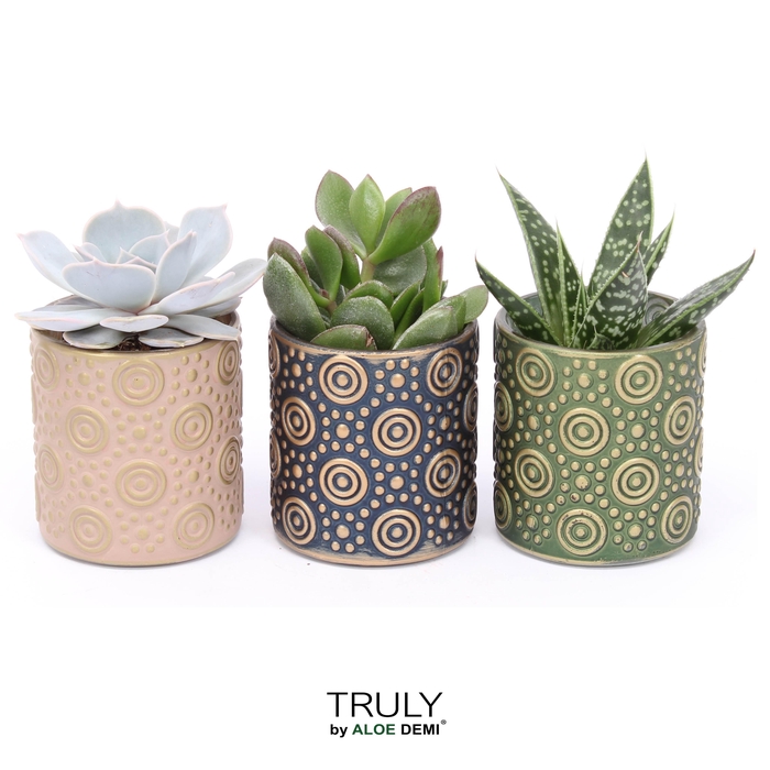 <h4>TRULY Succulent, Serval Glass</h4>