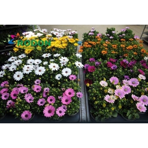 OSTEO SENORITAS MIXK