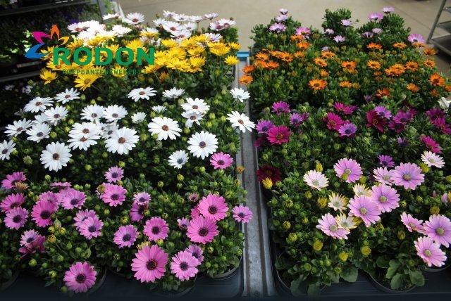 <h4>OSTEO SENORITAS MIXK</h4>