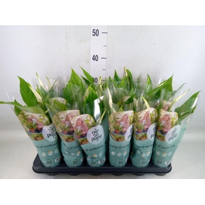 Spathiphyllum  'Pearl Cupido'