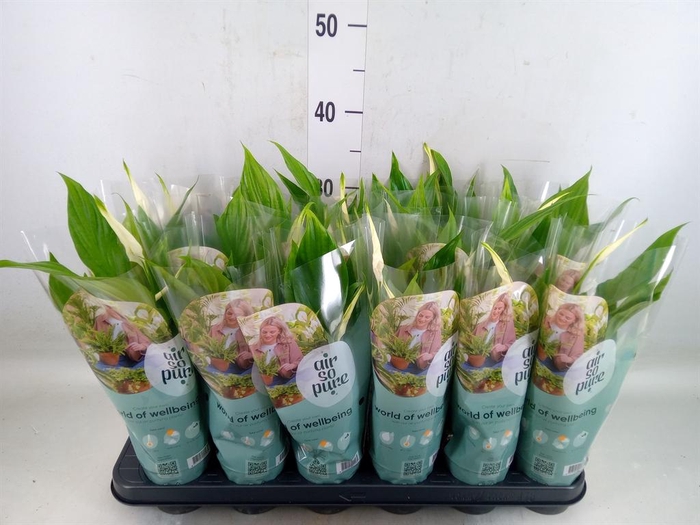 <h4>Spathiphyllum  'Pearl Cupido'</h4>