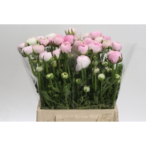 Ranunculus asiaticus 'Aazur Pink'