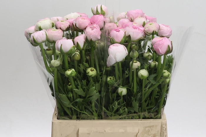 <h4>Ranunculus asiaticus 'Aazur Pink'</h4>